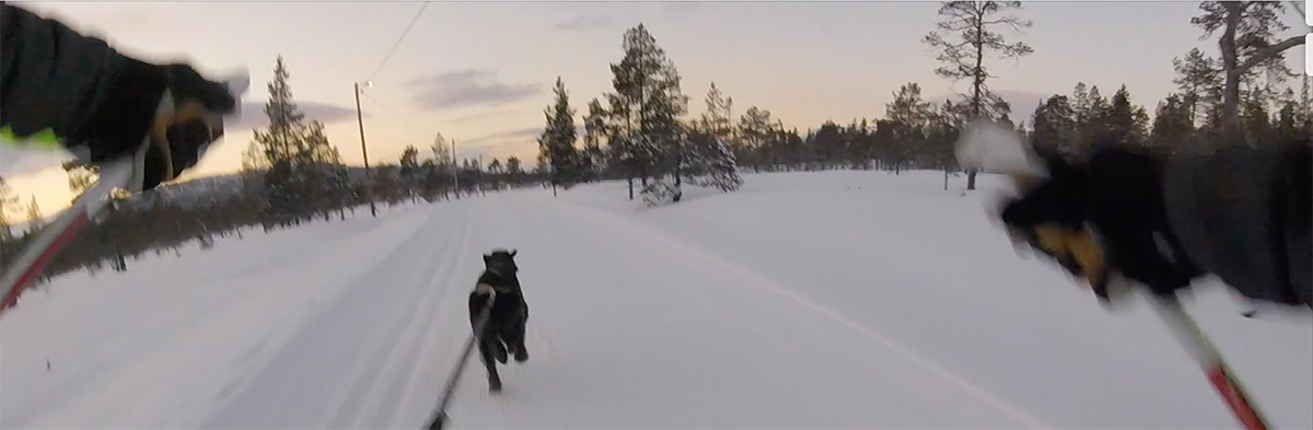 draghund skijouring 1